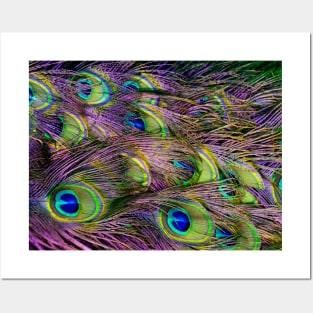 Green purple and blue peacock feather digital wallpaper Posters and Art